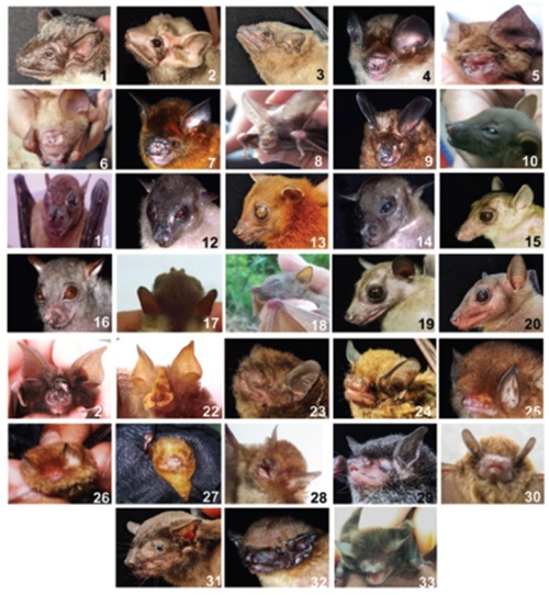 Bats at UPM: Guardians of Ecosystems 